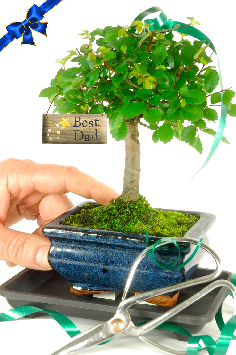 Father's Day Starter Baby Bonsai Kit