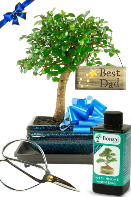 Superb Father's Day Beginners Baby Bonsai Gift Set