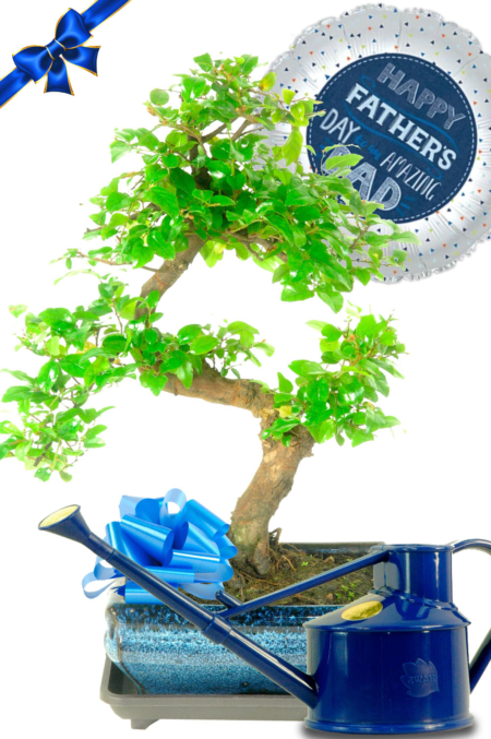 Father's Day Sweet Plum Bonsai Gift - A Fruiting Indoor Easy Care Bonsai Tree