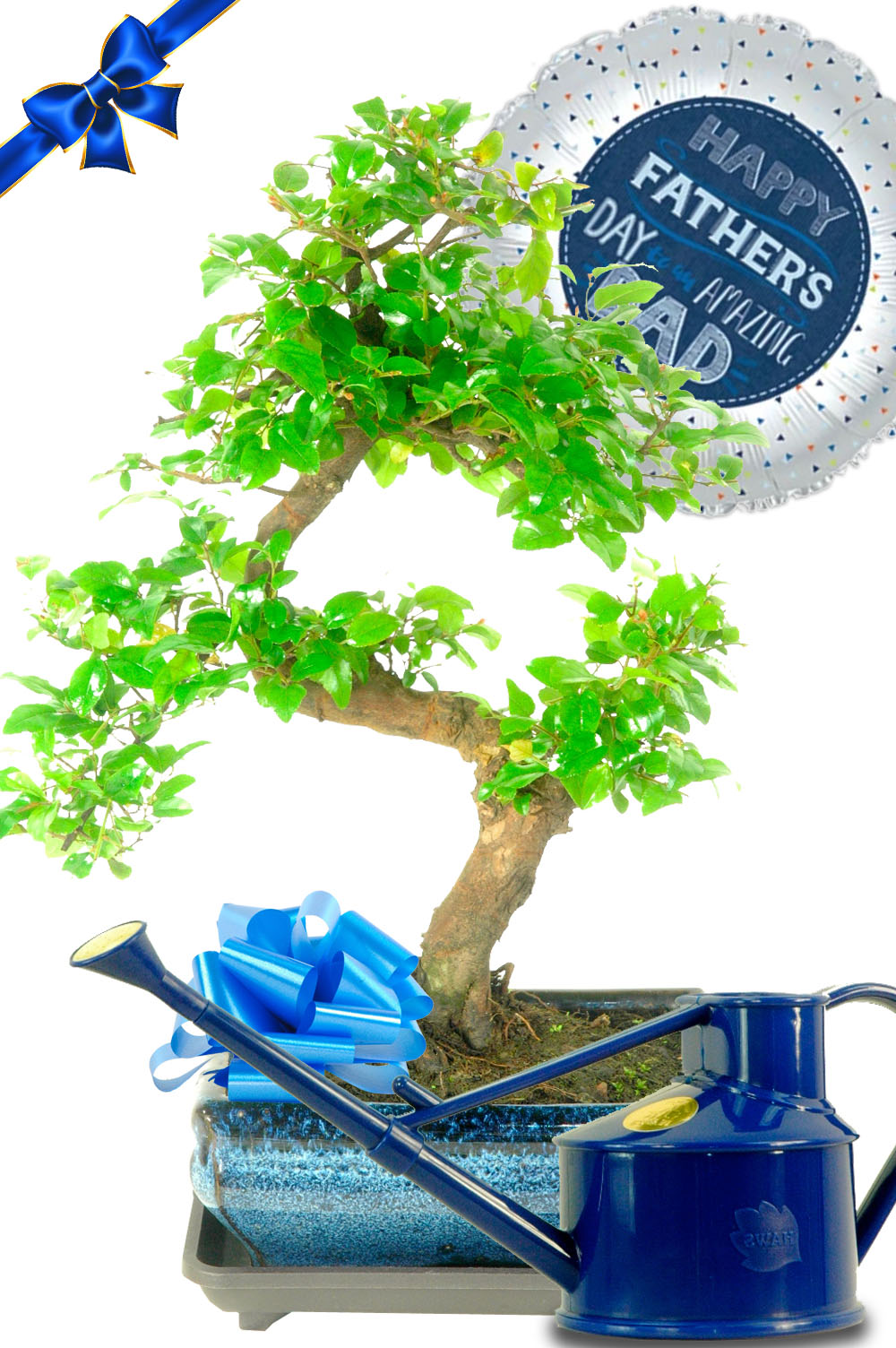 Father's Day Sweet Plum Bonsai Gift - A Fruiting Indoor Easy Care Bonsai Tree