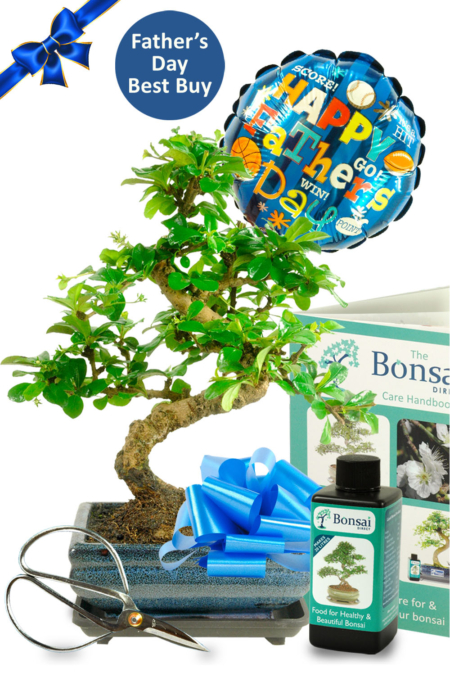 Father's Day Bonsai Starter Kit - Best Buy