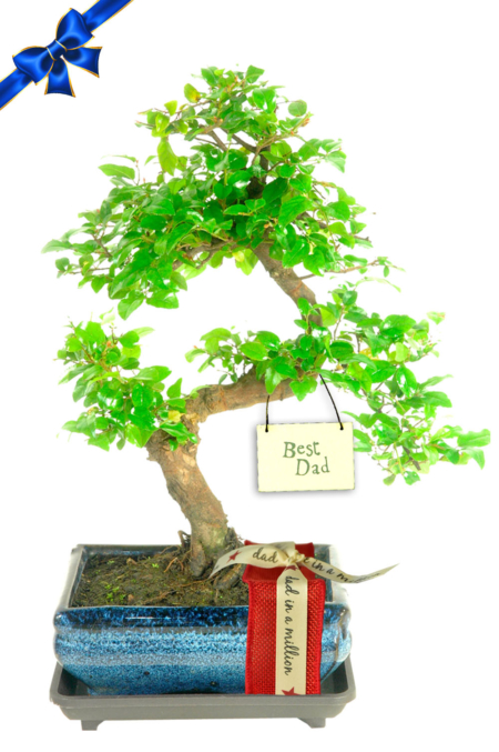 Stunning Sweet Plum Father's Day Bonsai Gift - Gift Wrapped