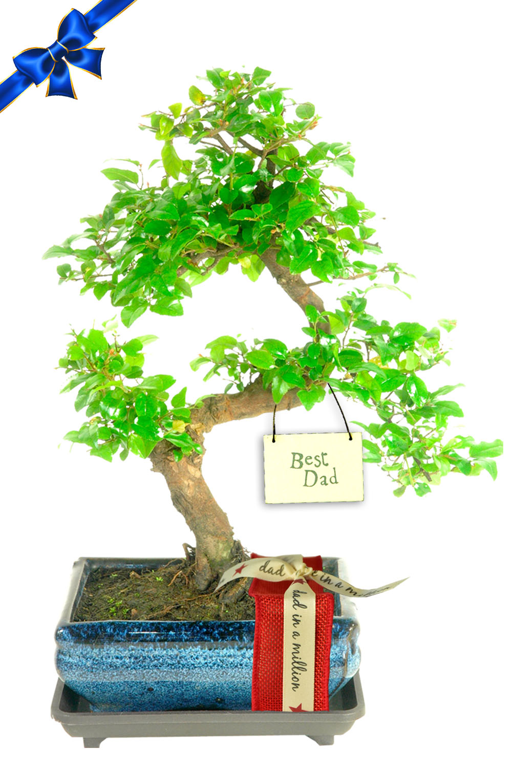 Stunning Sweet Plum Father's Day Bonsai Gift - Gift Wrapped