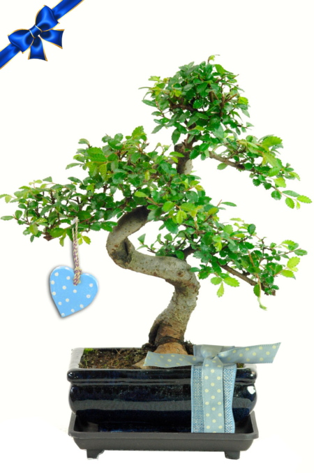 Twiggy Fun Twisty Chinese Elm Father's Day Bonsai Gift