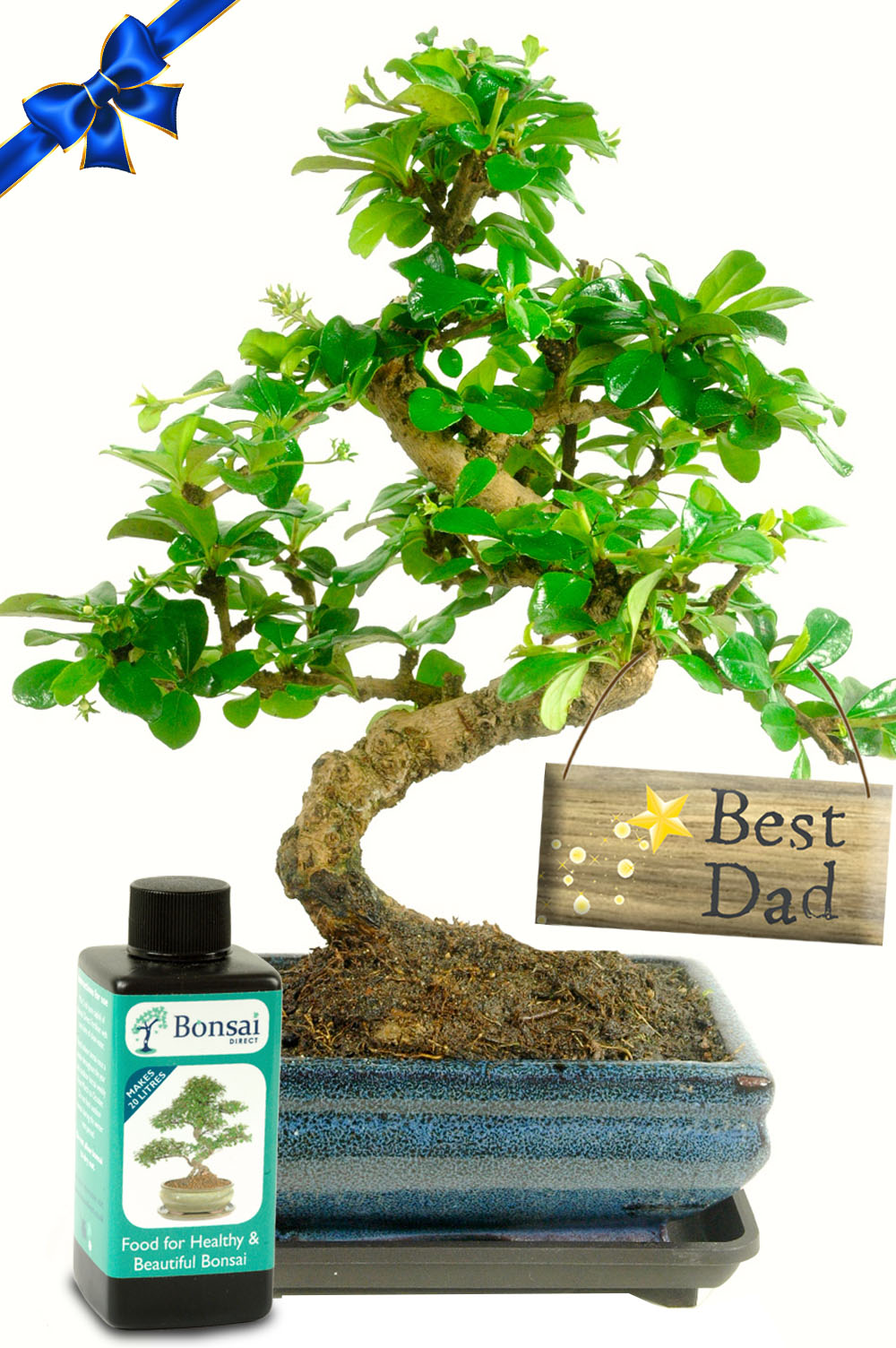 Flowering Father's Day Bonsai Gift with 'Best Dad' Tag | Top Seller