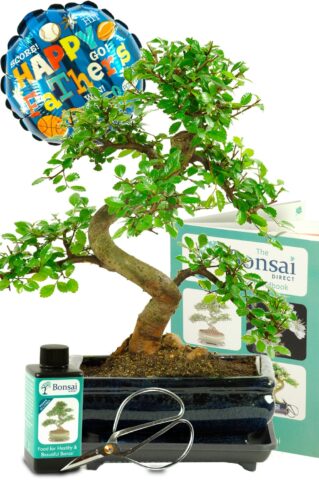 Twiggy & Twisty Fathers Day Bonsai Tree starter kit for beginners