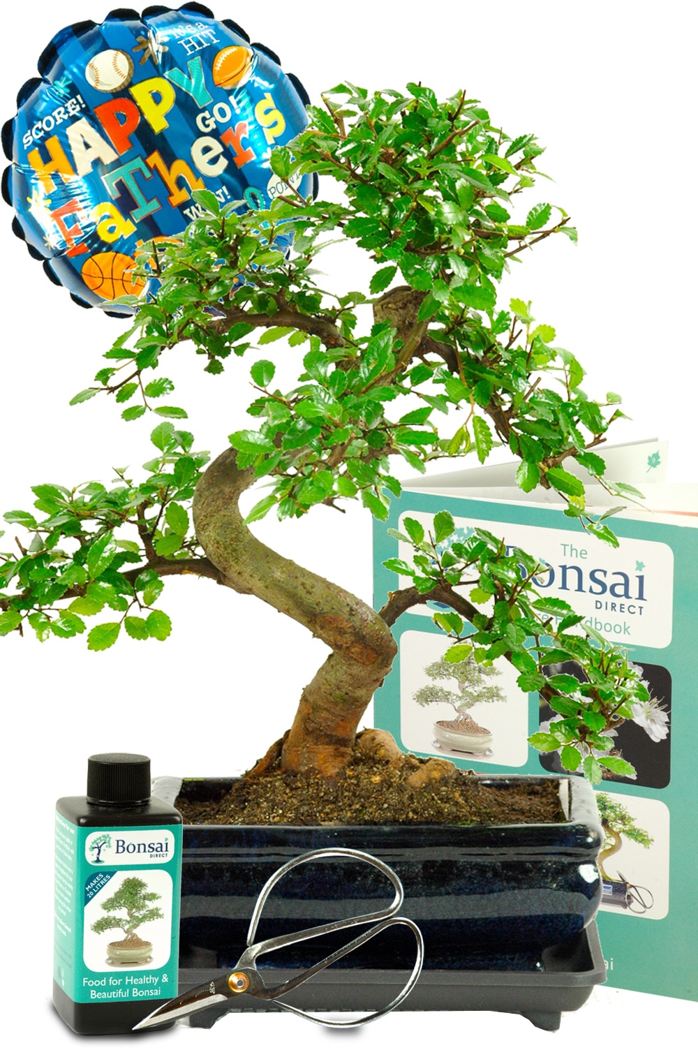 Twiggy & Twisty Fathers Day Bonsai Tree starter kit for beginners
