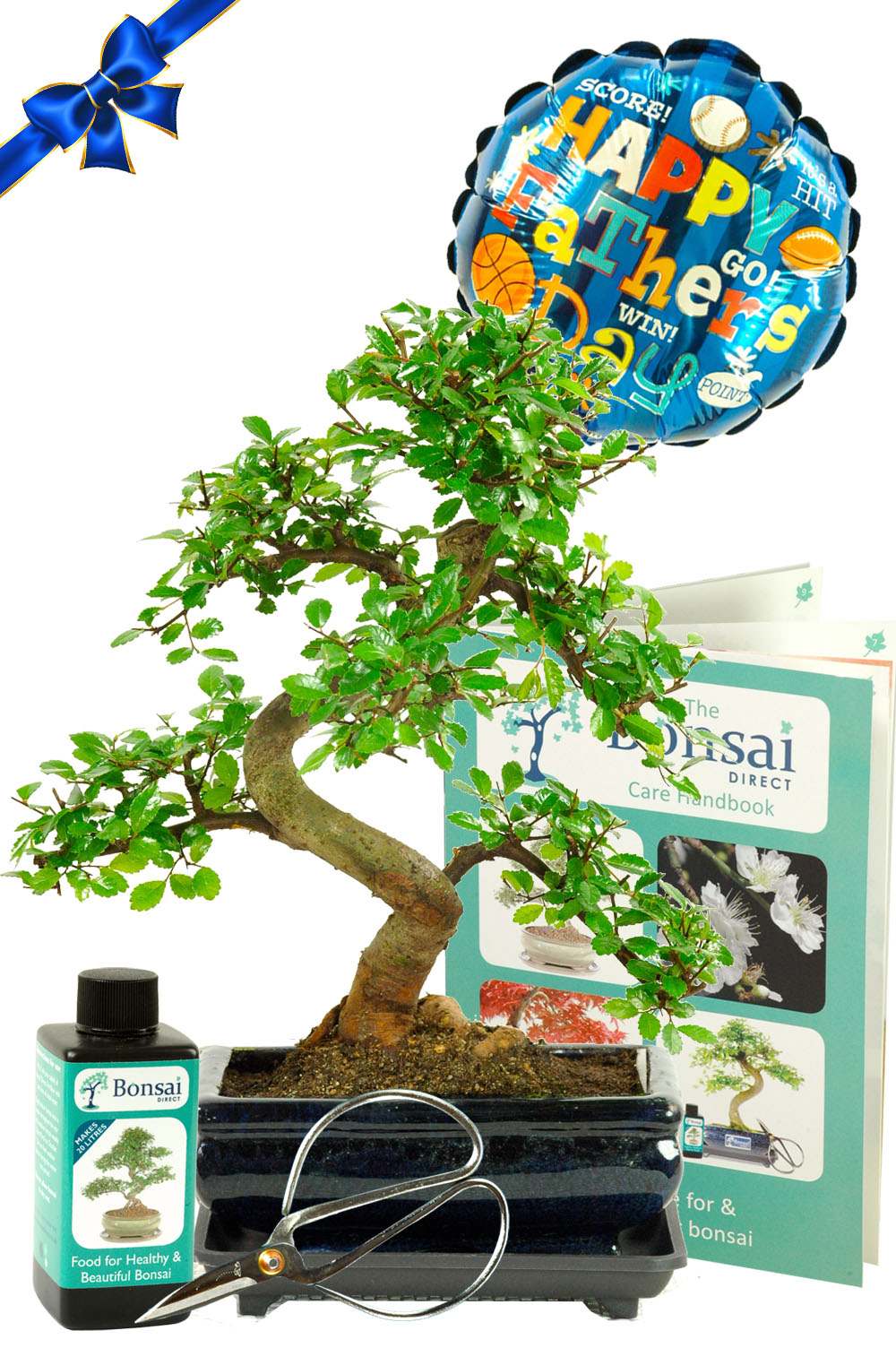 Remarkable twiggy & Twisty Chinese Elm Bonsai tree | Father's Day Gift set