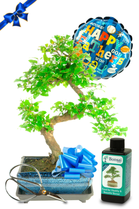 Complete Father's Day Bonsai Gift Set - Fruiting Chinese Sweet Plum