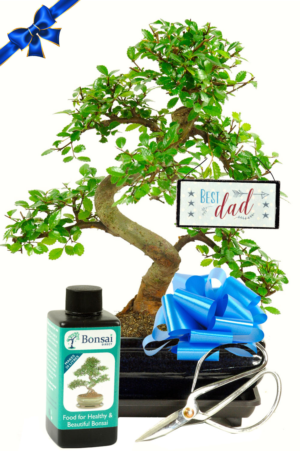 Great Father's Day Bonsai Gift Set | Includes Pruning Scissors & Fertilisers