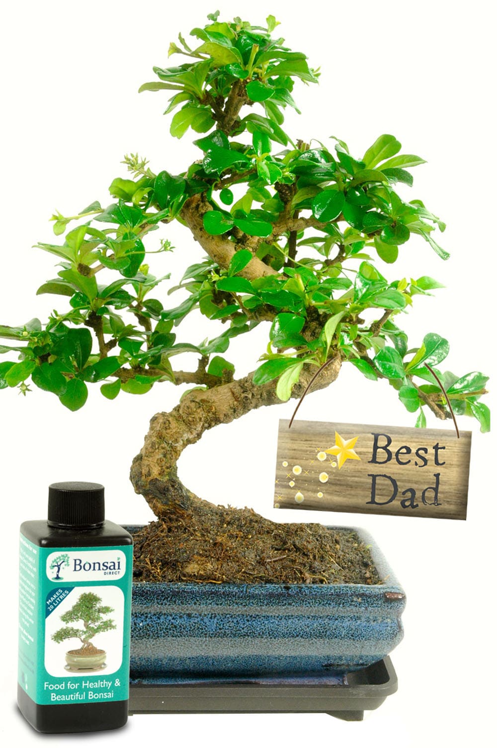 Best Dad Oriental Tea tree bonsai with drip tray & Feed