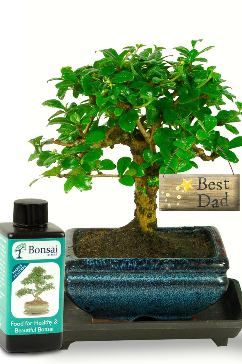 Very cute flowering indoor bonsai 'Best dad' starter kit