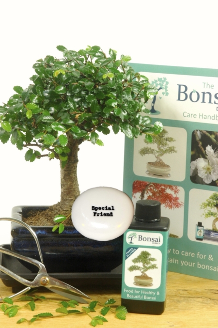 amazing beginners indoor bonsai kit for special friend