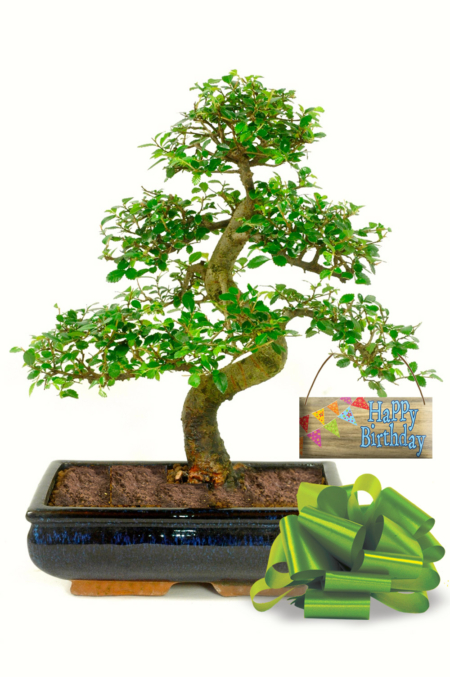 Large and twisty Chinese Elm birthday bonsai gift for sale UK