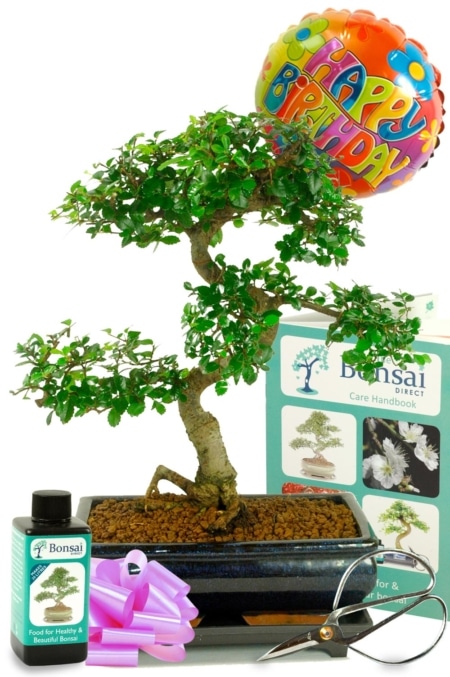 Spectacular Large Beginners Indoor Bonsai Birthday Gift - Perfect Gift for Husband or Wife
