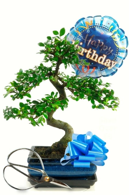 Birthday Gift for Him | Bonsai Chinese Elm with Happy Birthday Balloon