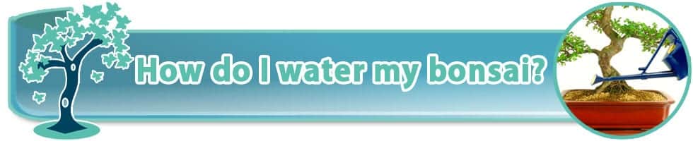 Watering indoor bonsai trees