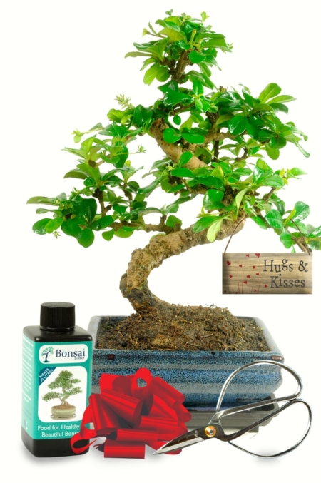 Sensational flowering beginners indoor bonsai kit - Hugs & Kisses
