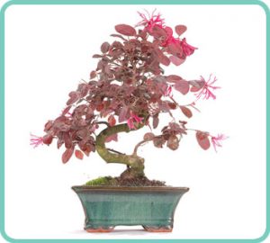 Chinese Blush Tree indoor bonsai