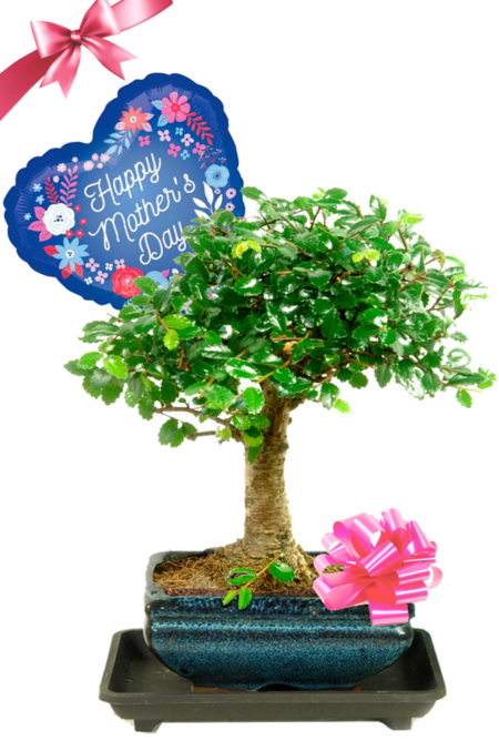 Cute Mothers Day beginners indoor bonsai tree with balloon
