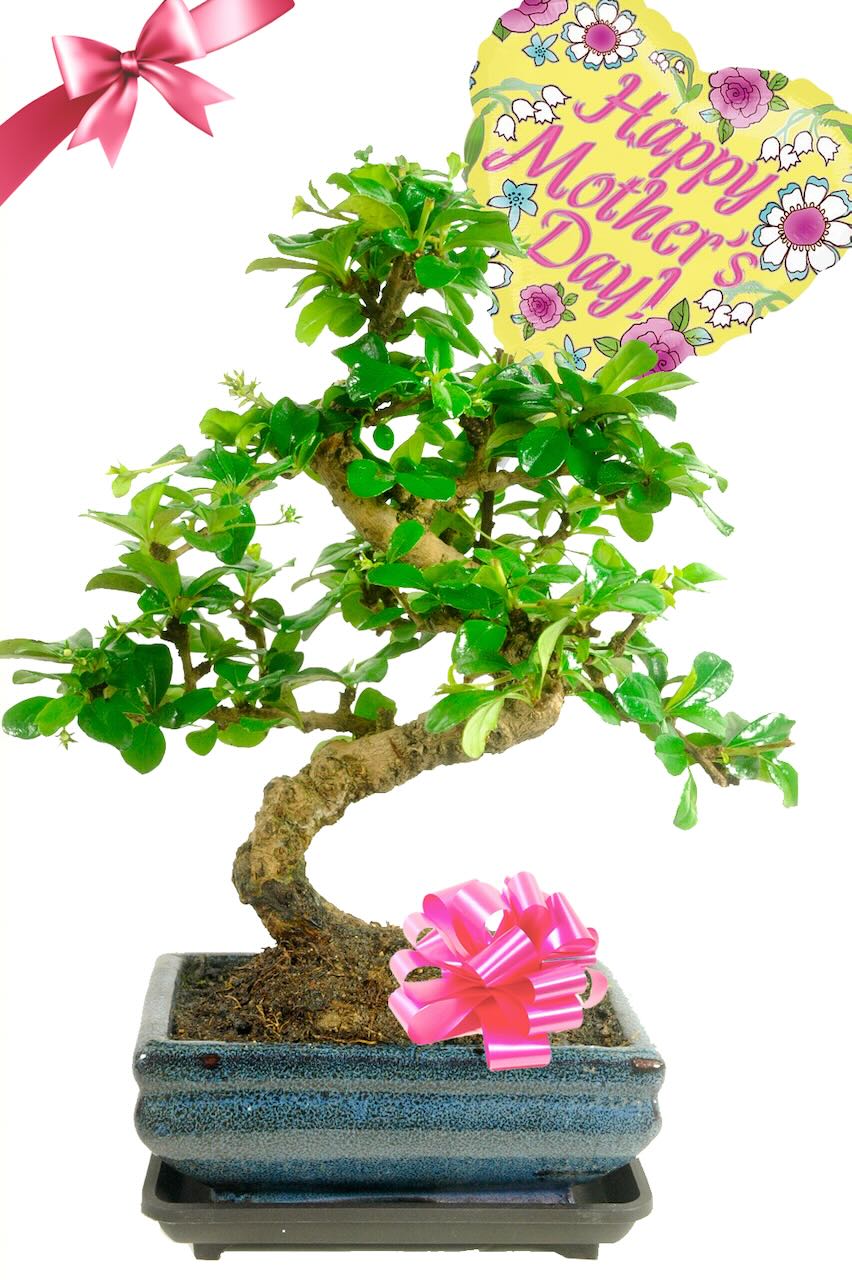 Exquisite Flowering Bonsai Mother's Day Gift - Fukien Tea Tree