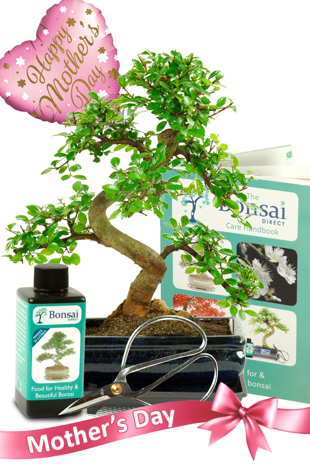 Complete Mother's Day Bonsai Set - Highly recommended.