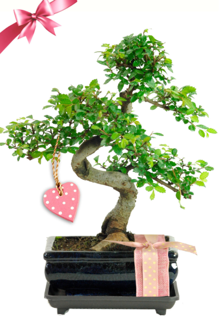 Twiggy Mother's Day Bonsai Gift - Chinese Elm Beginners Bonsai Gift