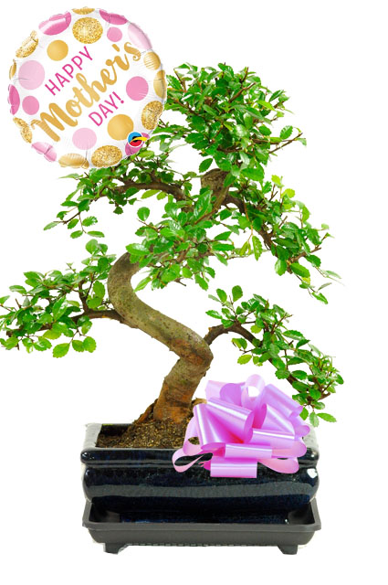 Chinese Elm Mothers day bonsai gift with free delivery