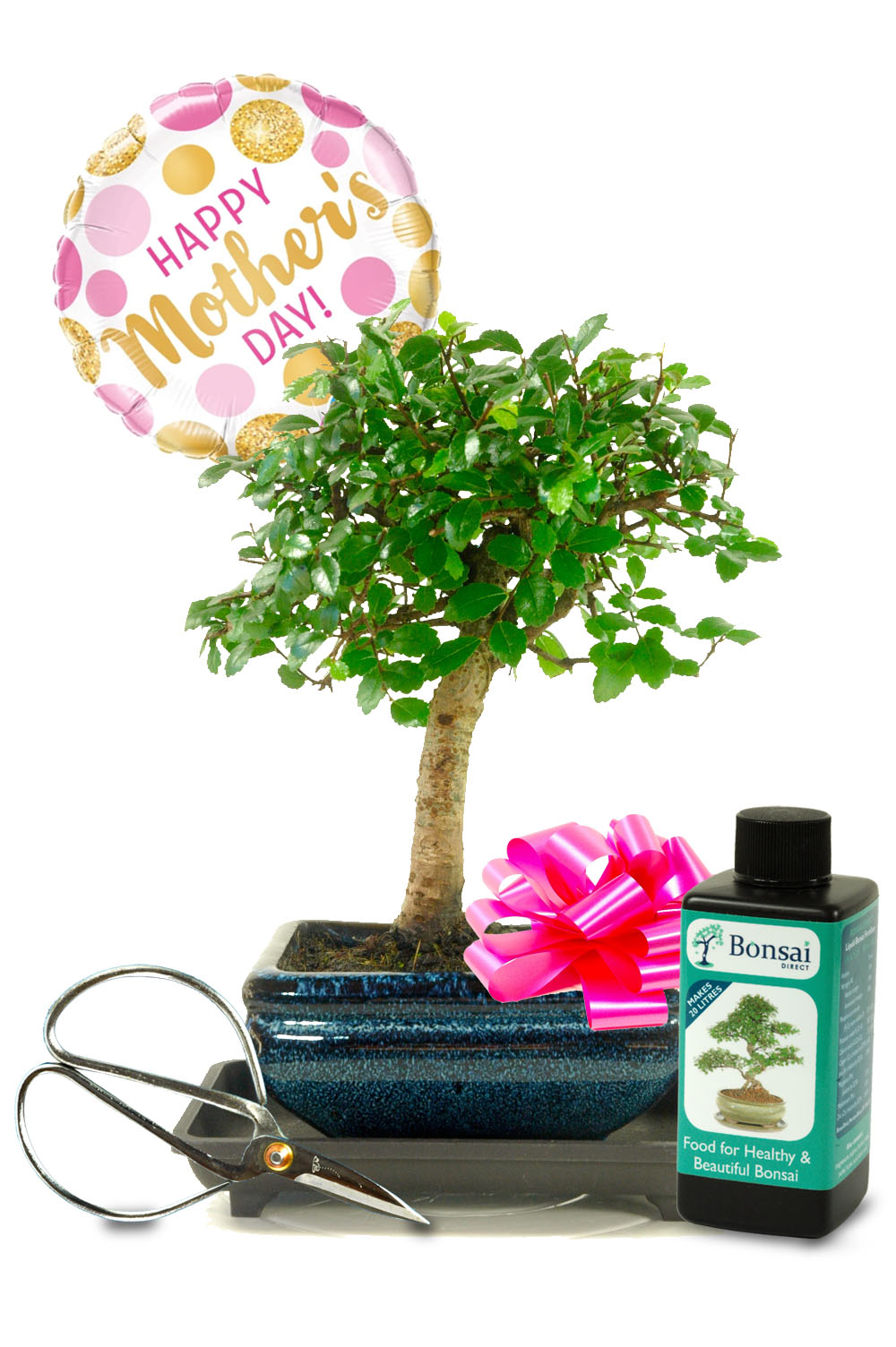 Cute Chinese Elm beginners bonsai Mother's Day gift for sale UK