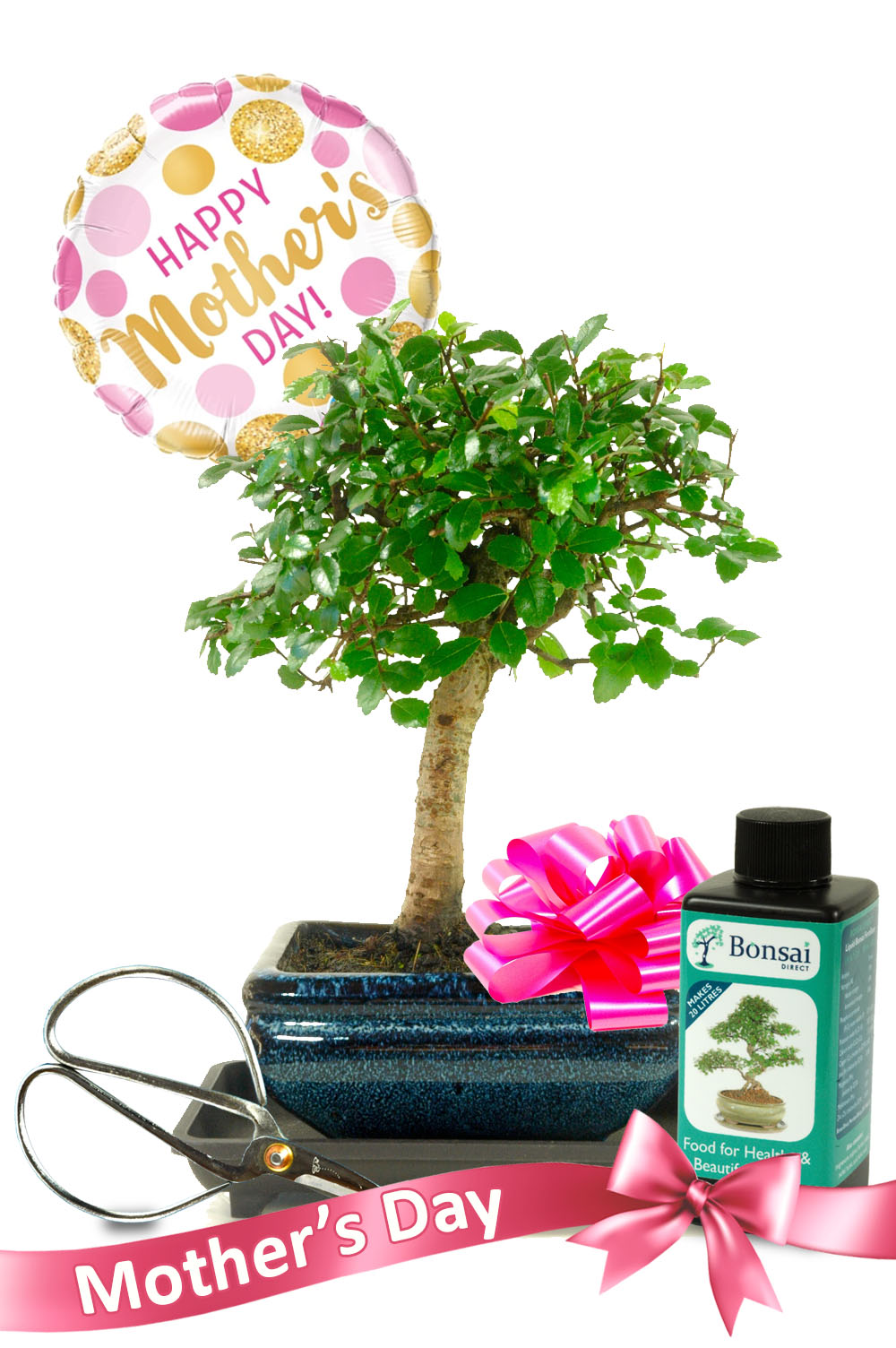 Cute Chinese Elm beginners bonsai Mother's Day gift for sale UK