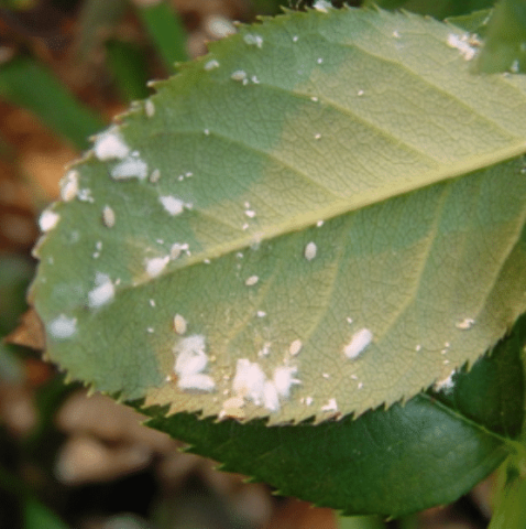Mealy bug & other Bonsai bugs