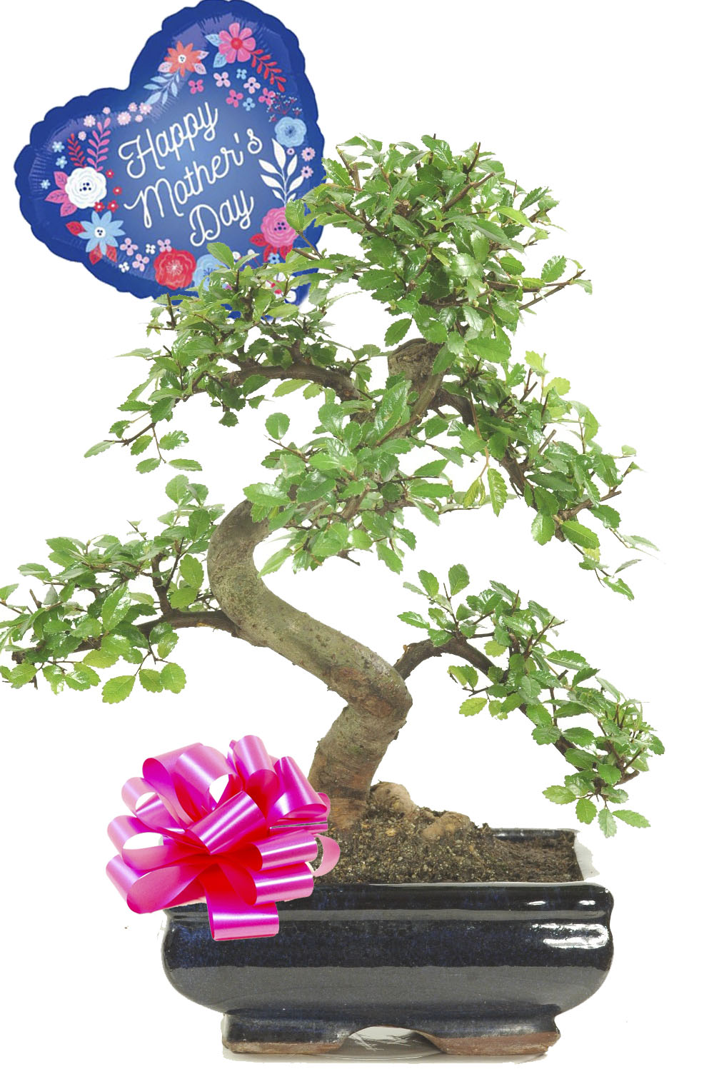 Beautiful bonsai gift for Mothering Sunday