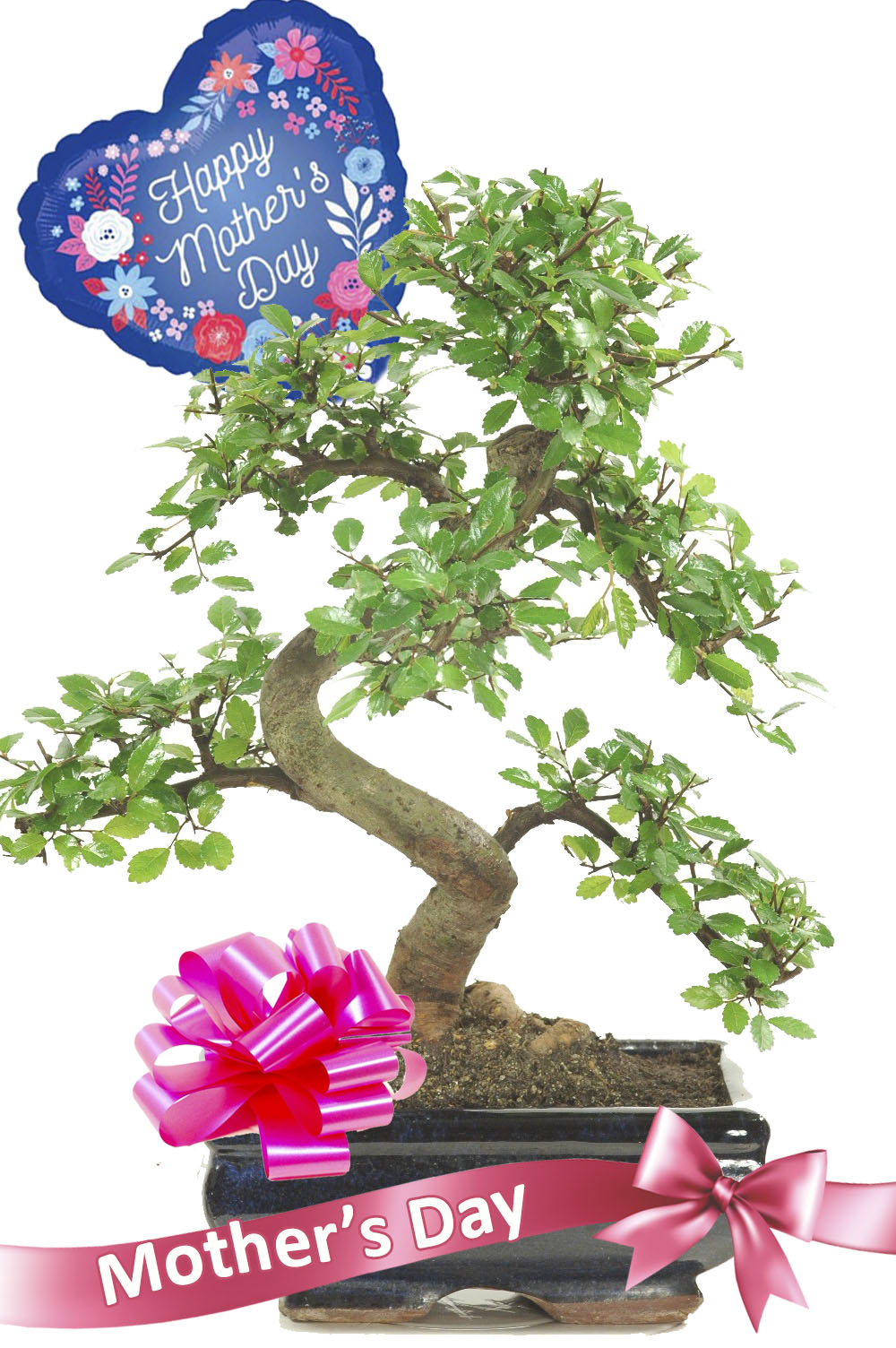 Beautiful bonsai gift for Mothering Sunday