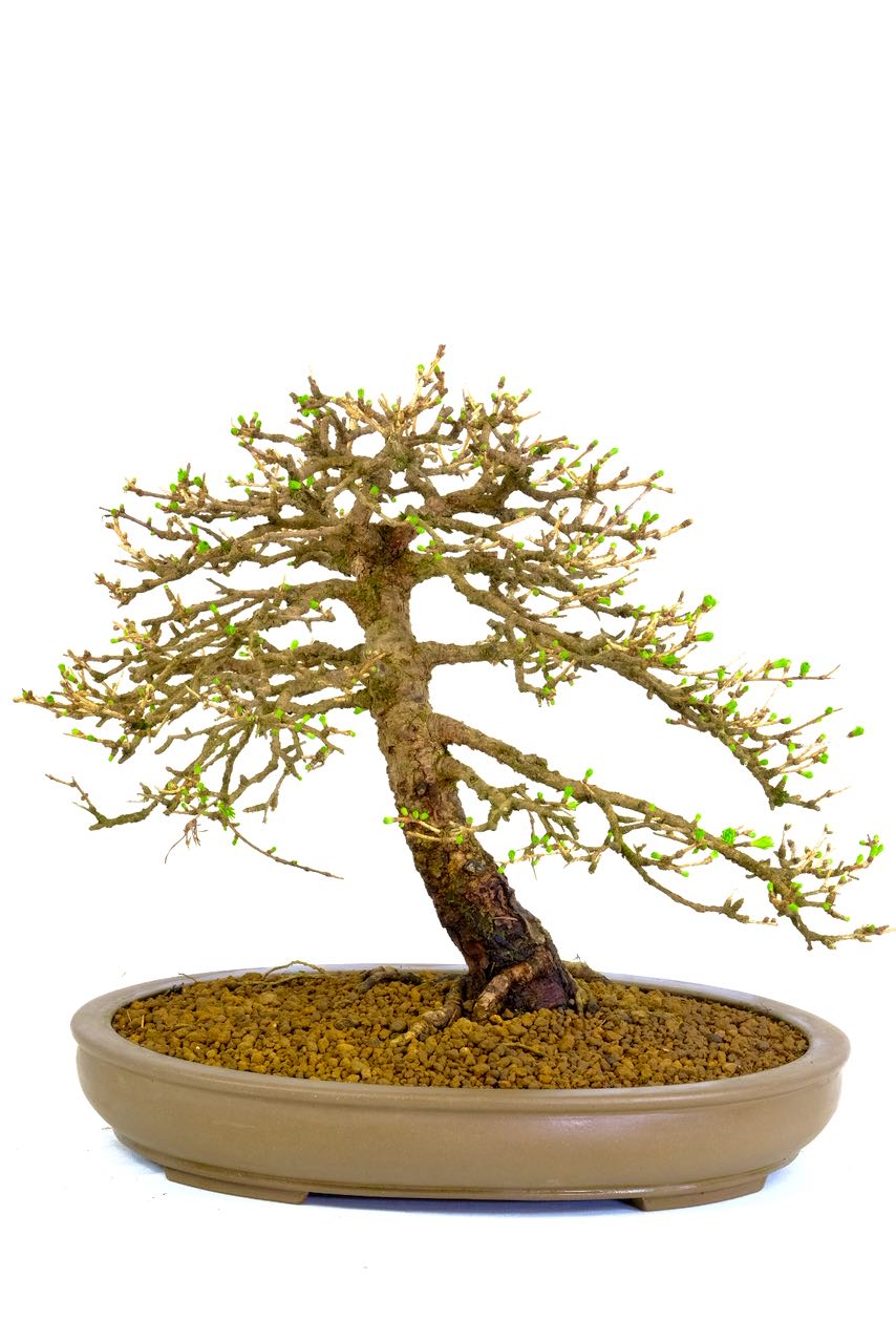 You can truly appreciate its design in the deciduous state