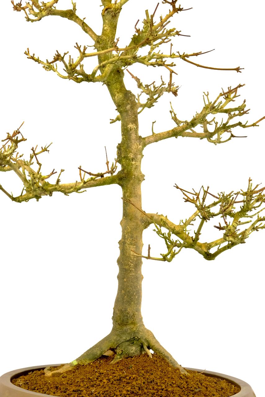 You can truly appreciate its design in the deciduous state