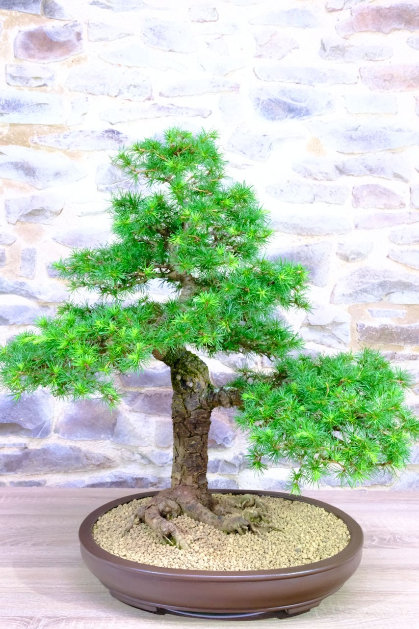 A most exemplary hardy outdoor Bonsai