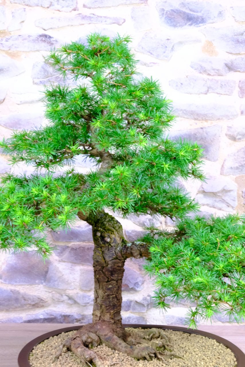 Created by Bonsai master LLOYD NOALL