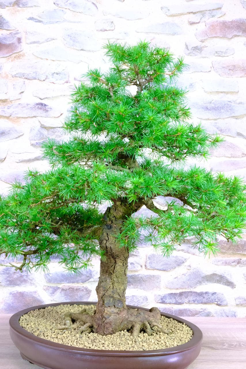 Powerful and mighty Larch Bonsai for your garden