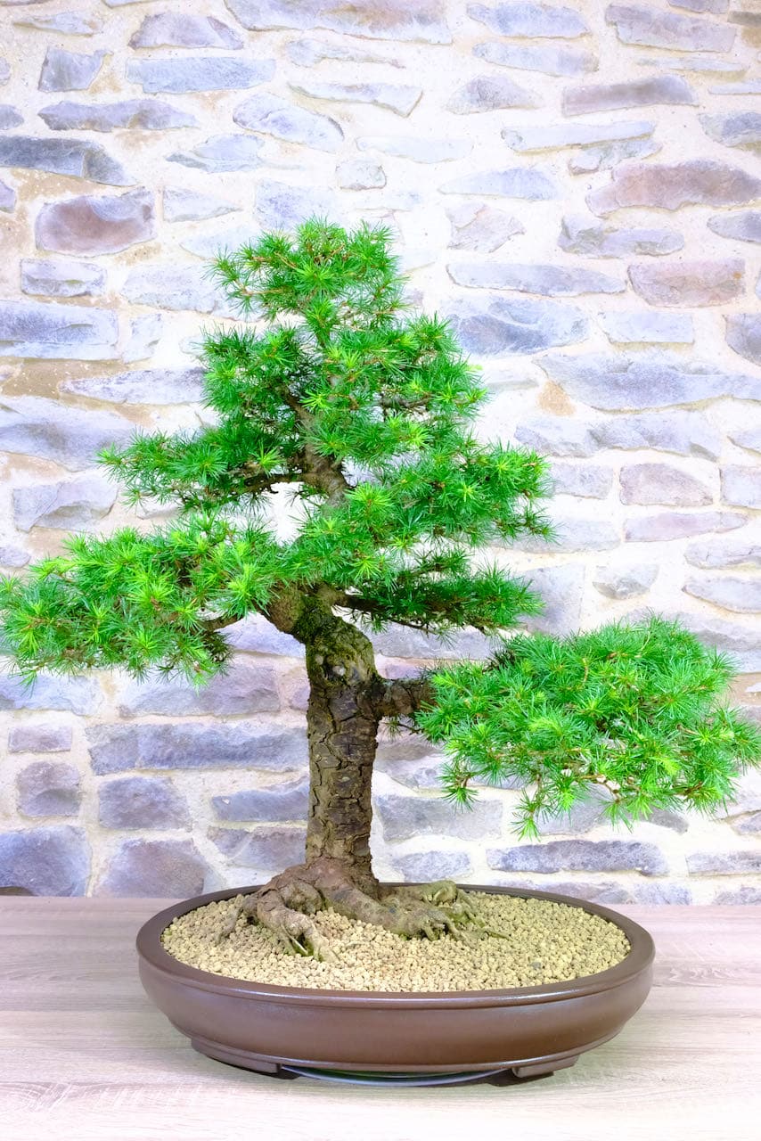 A specimen Larch Bonsai for sale truly impressive