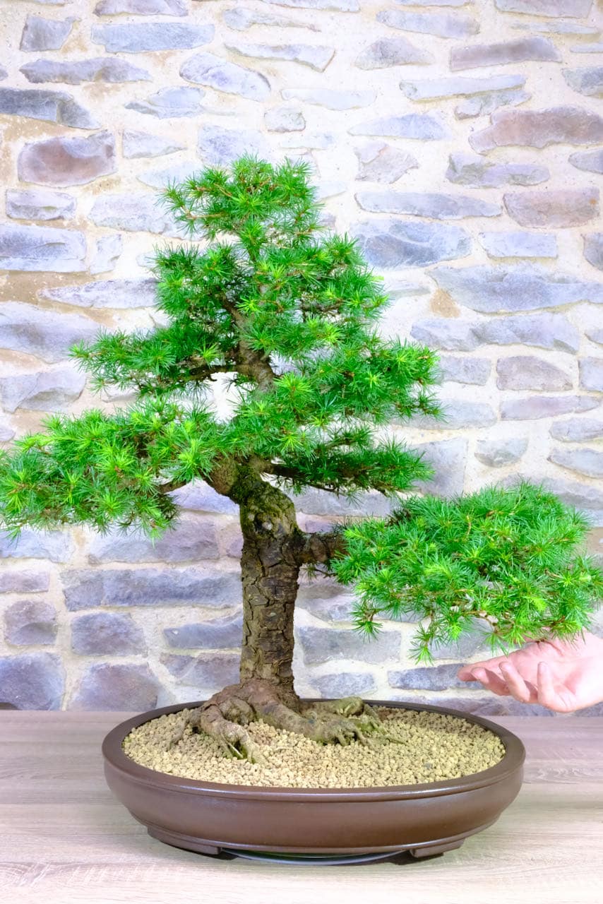 Potted into a Japanese style traditional ceramic pot