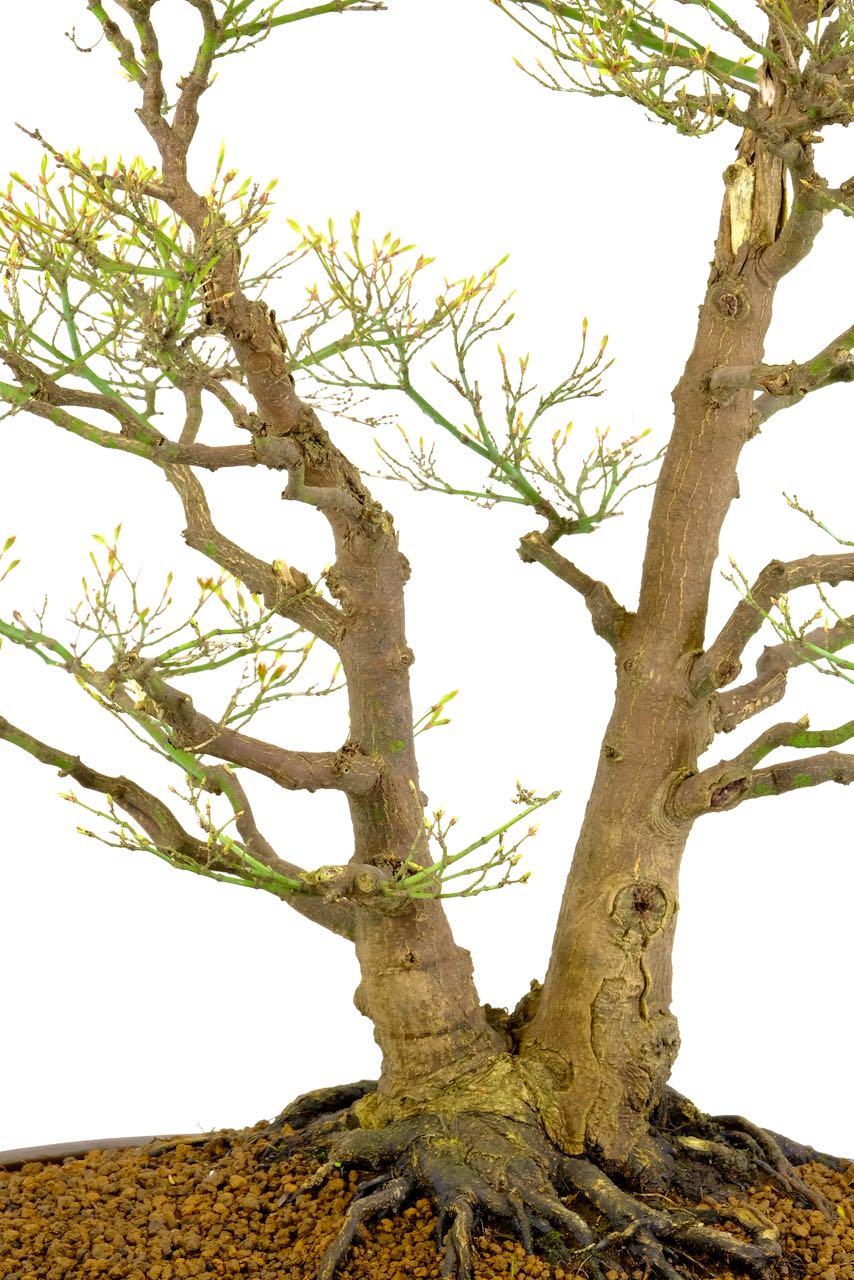 You can truly appreciate its design in the deciduous state