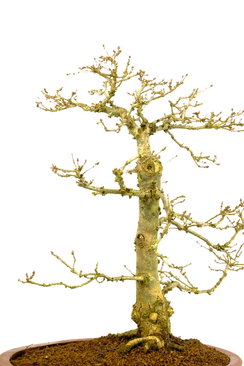 You can truly appreciate its design in the deciduous state