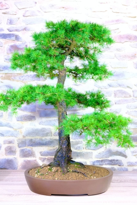 Specimen Larch tree from Bonsai Direct excellence Range