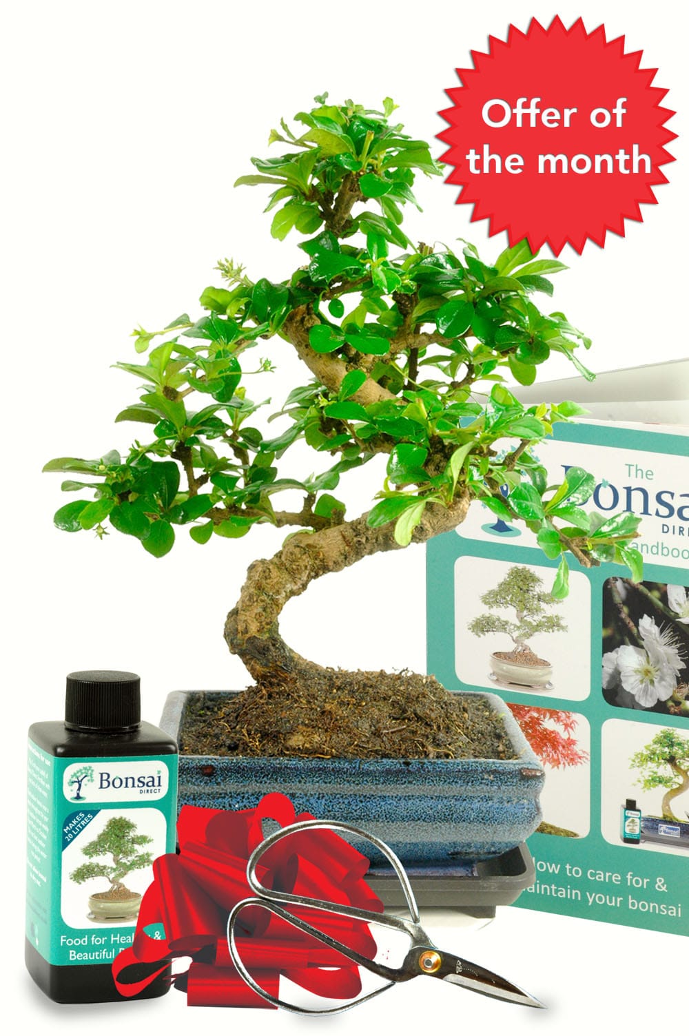 Monthly Outstanding Offer – Twisty Bonsai Kit