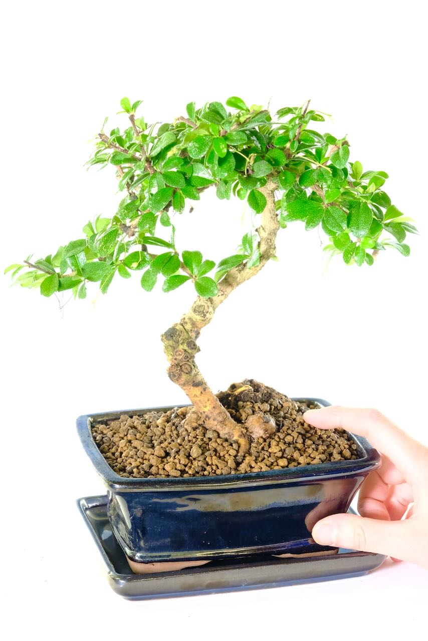 Absolutely Sensational Flowering Fukien Tea Tree Bonsai - A Living Ornament