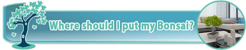 Where should I put my indoor bonsai?