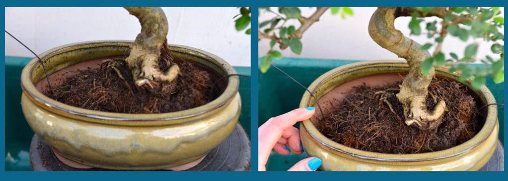 Placing the bonsai in the new pot