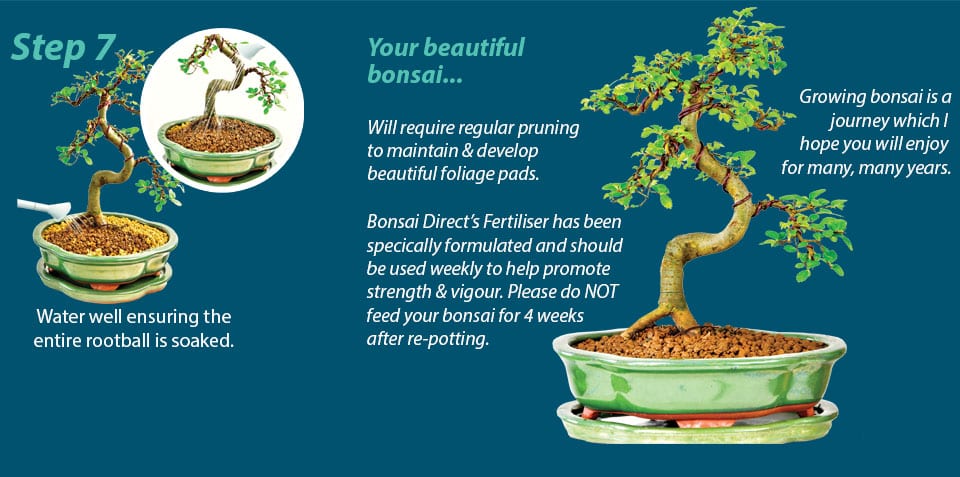 Bonsai Potting Guide Step 7