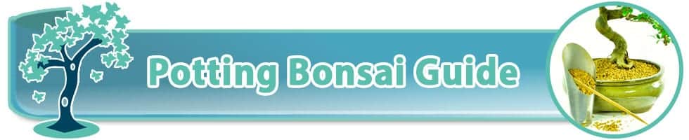 Potting bonsai guide