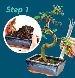 Bonsai potting step 1